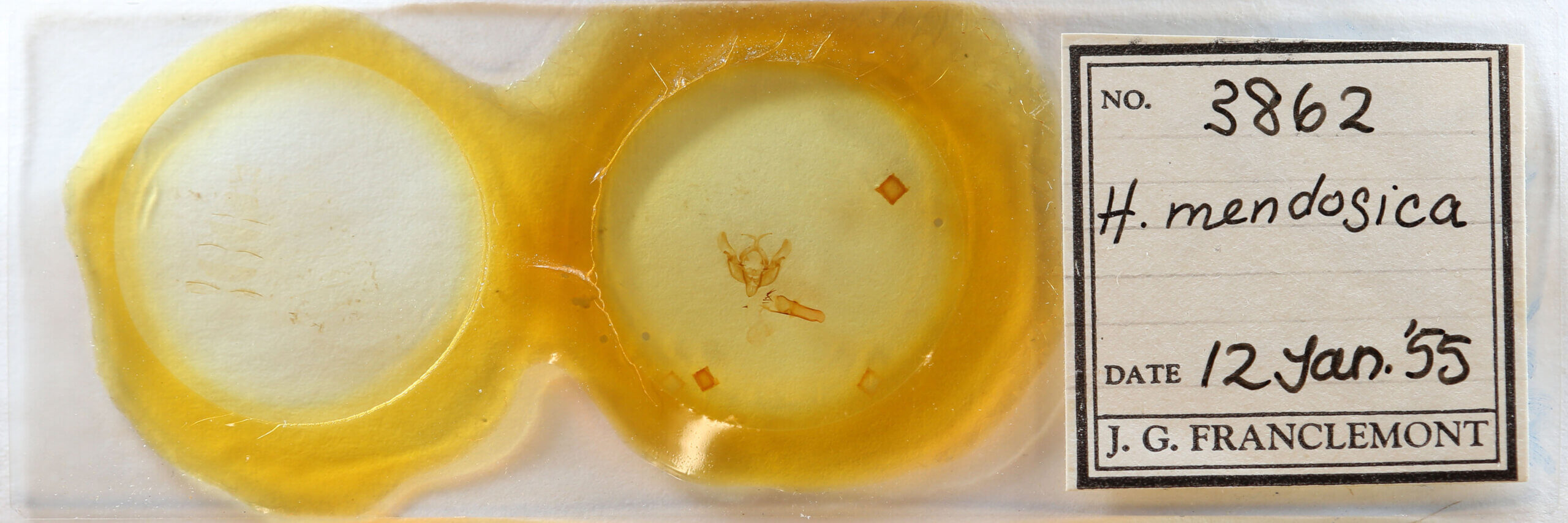 slide view of adult Hemieuxoa mendosica