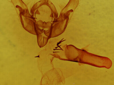 genitalia view of adult Hemieuxoa mendosica