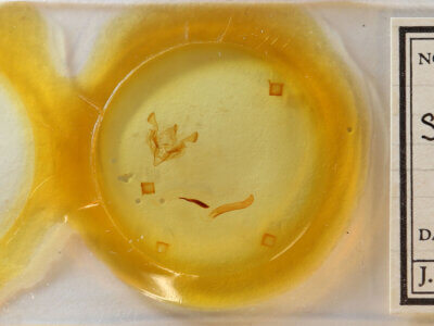 slide view of adult Scriptania? sp.