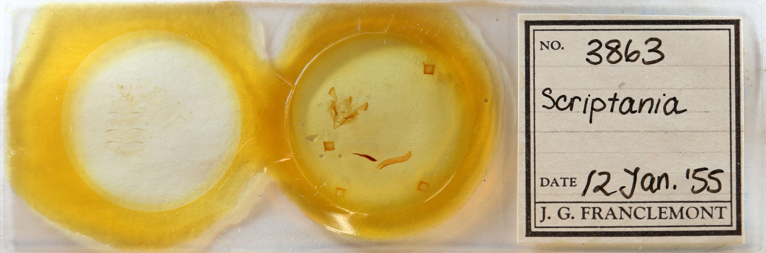 slide view of adult Scriptania? sp.