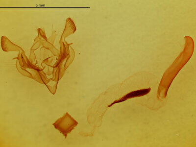 genitalia view of adult Scriptania? sp.