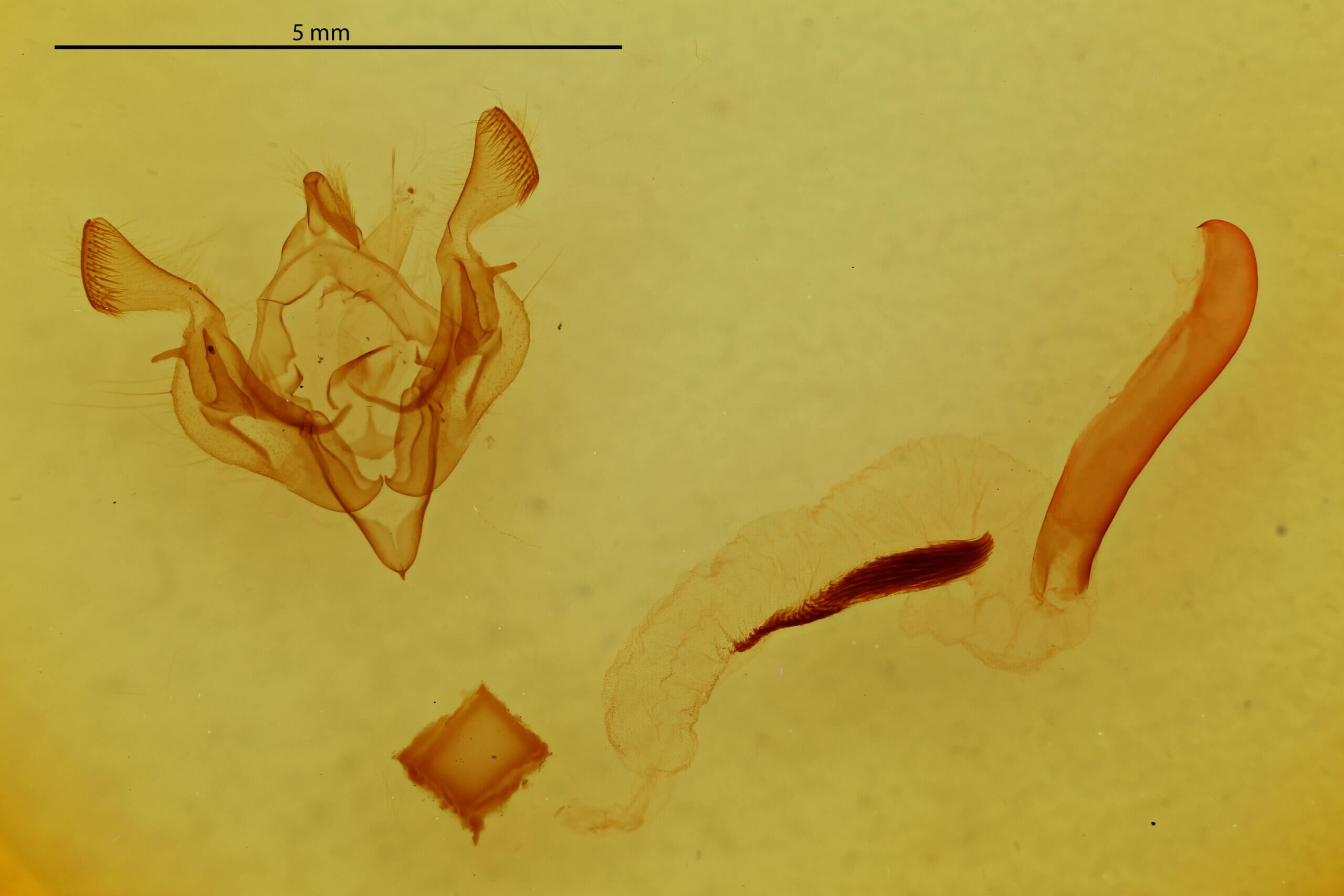 genitalia view of adult Scriptania? sp.