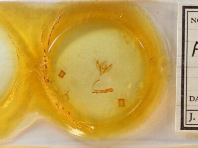 slide view of adult Pareuxoa lineifera ?