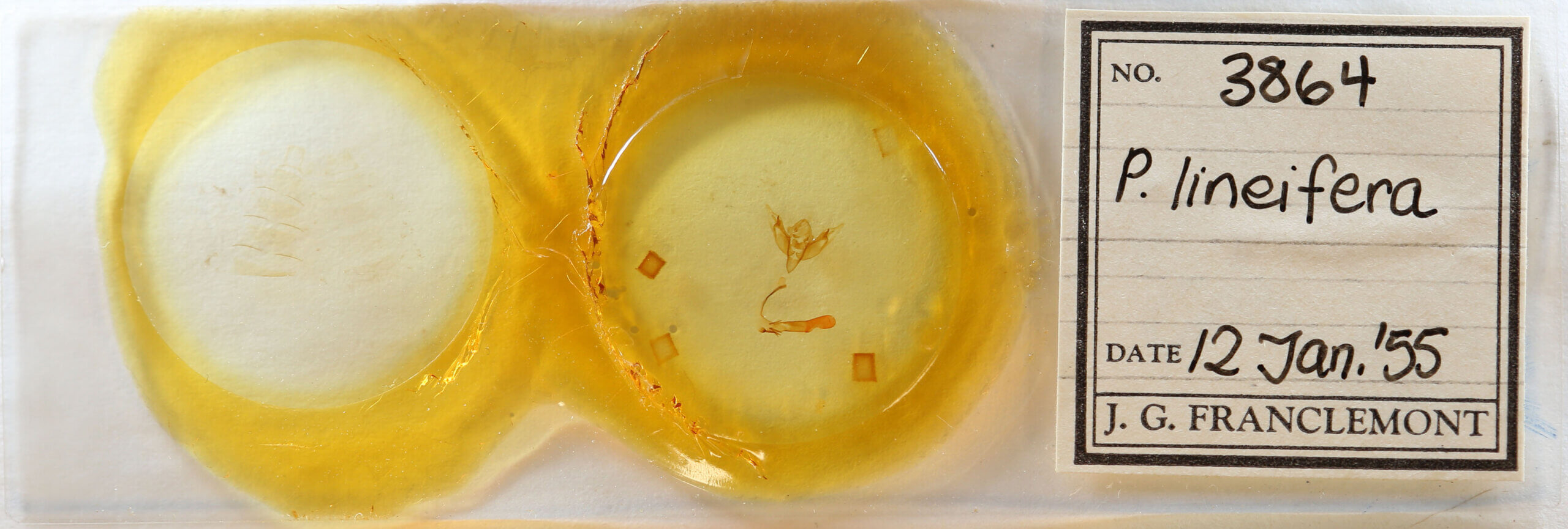 slide view of adult Pareuxoa lineifera ?