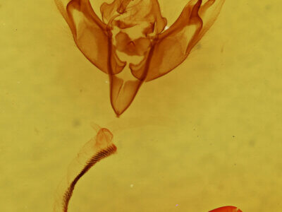 genitalia view of adult Pareuxoa lineifera ?