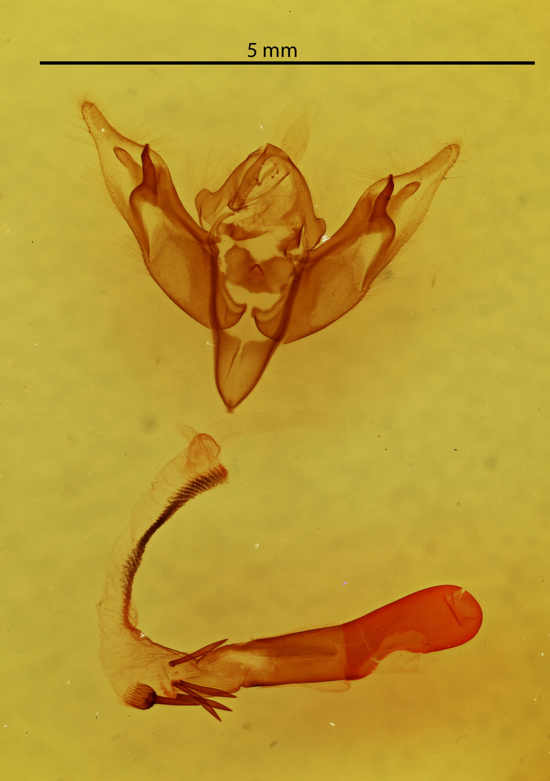 genitalia view of adult Pareuxoa lineifera ?