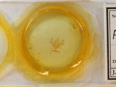 slide view of adult Pyrgeia rungsi