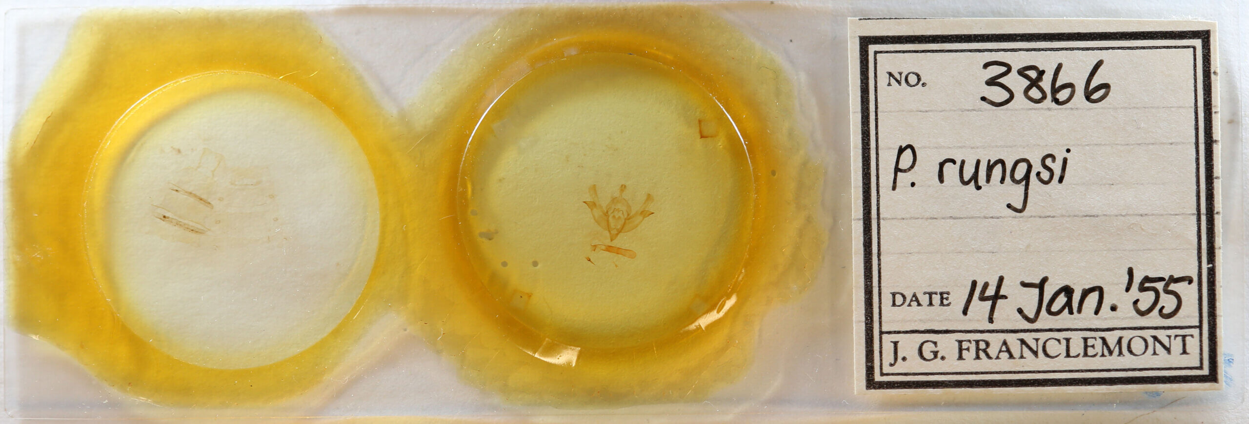 slide view of adult Pyrgeia rungsi