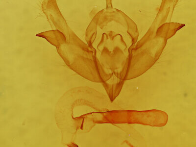genitalia view of adult Pyrgeia rungsi