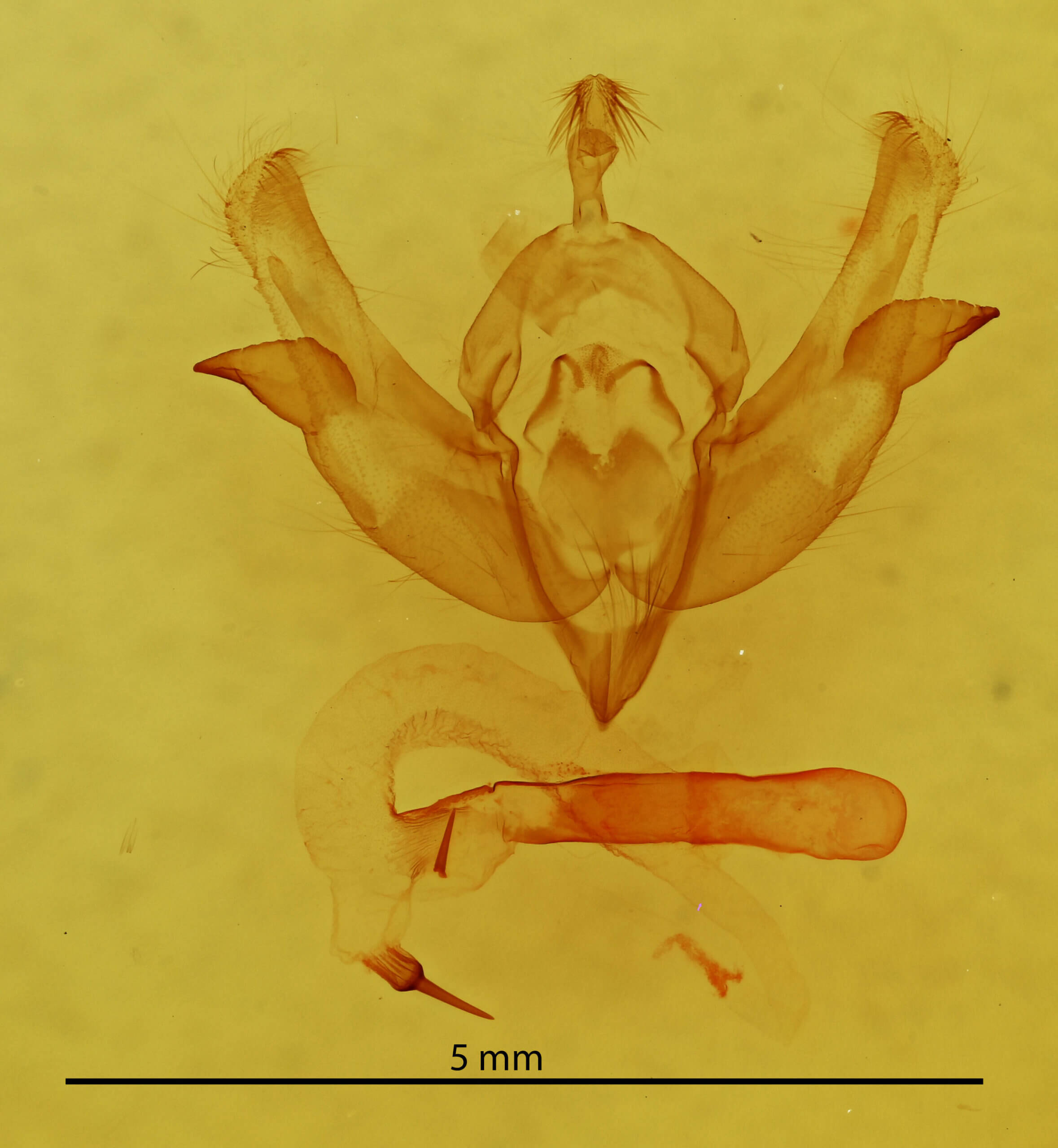 genitalia view of adult Pyrgeia rungsi