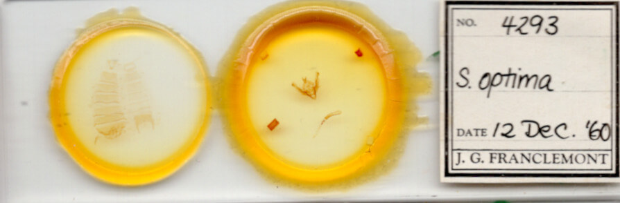 slide view of adult Hypotrix optima