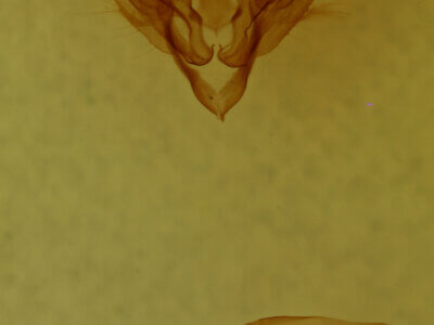 genitalia view of adult Hypotrix optima