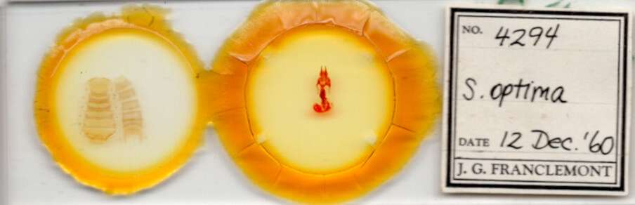 slide view of adult Hypotrix optima