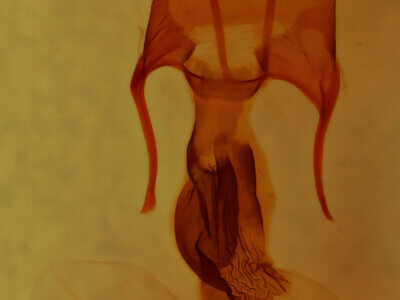 genitalia view of adult Hypotrix optima