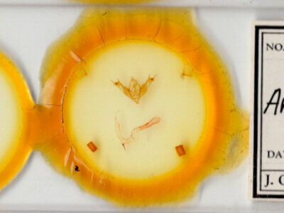 slide view of adult Anhimella sp.