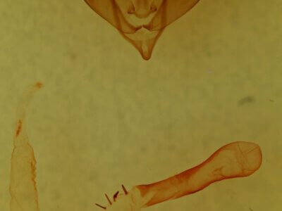 genitalia view of adult Anhimella sp.