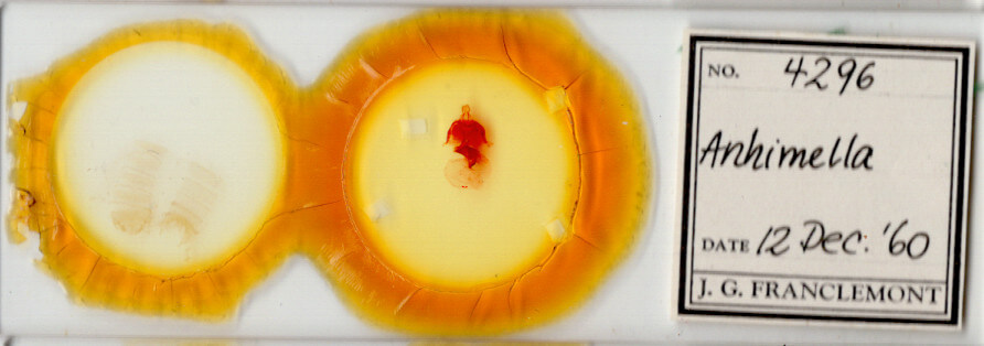 slide view of adult Anhimella sp.