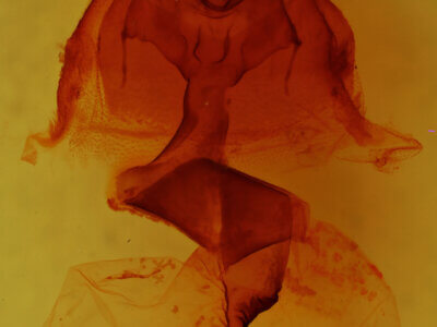 genitalia view of adult Anhimella sp.