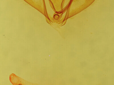 genitalia view of adult Caripeta interalbicans