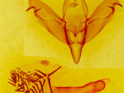 genitalia view of adult Supralathosea sp.