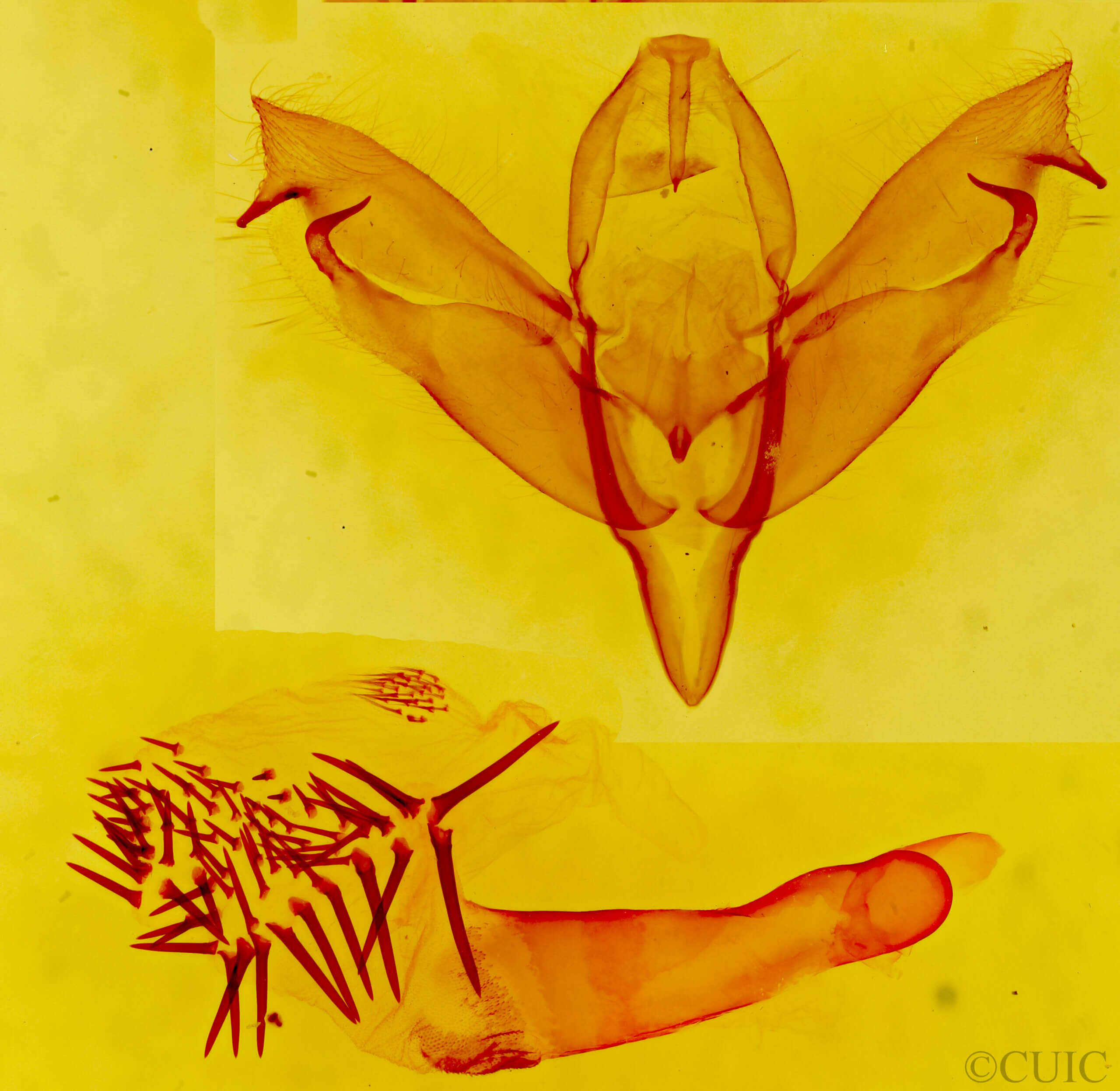 genitalia view of adult Supralathosea sp.