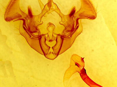 genitalia view of adult Apamea lateritia