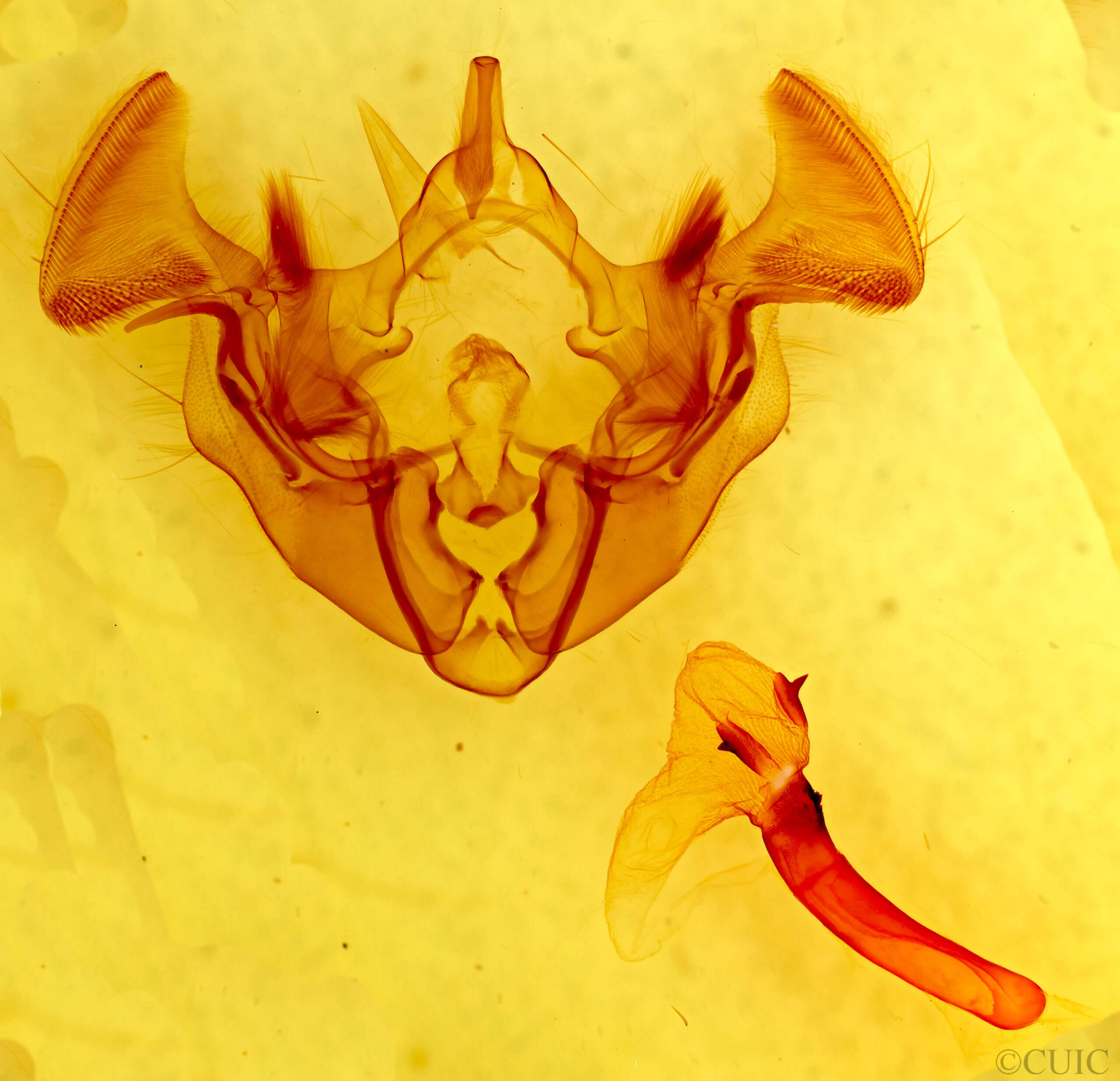 genitalia view of adult Apamea lateritia