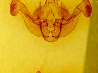 genitalia view of adult Luperina sp.