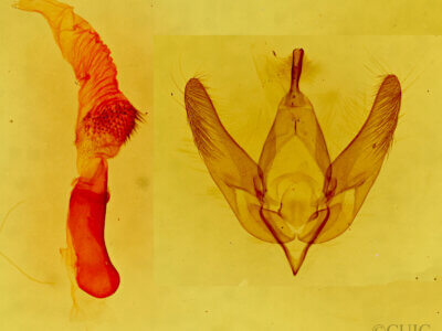 genitalia view of adult Paramiana sp.