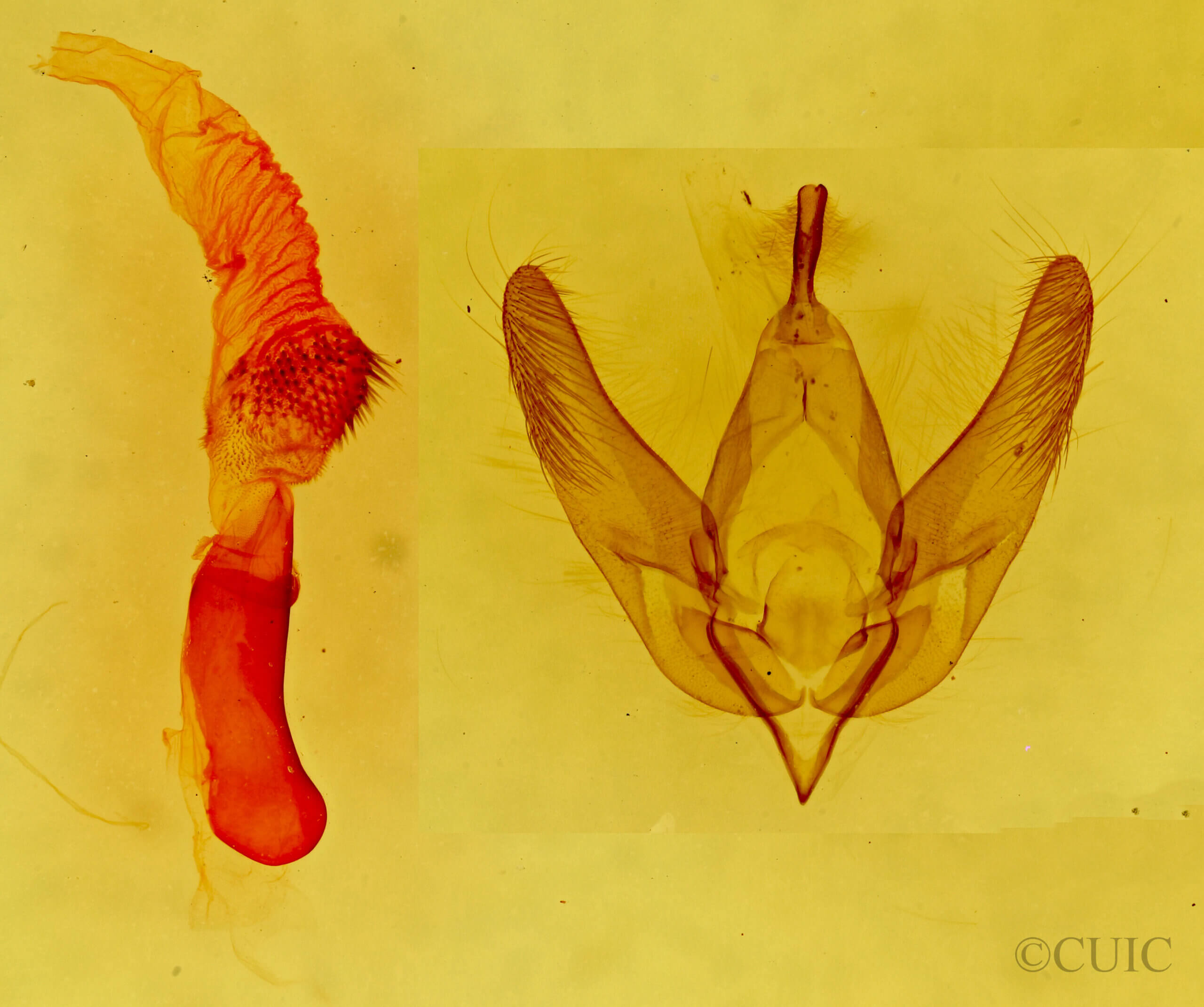 genitalia view of adult Paramiana sp.