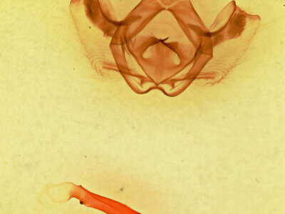 genitalia view of adult Gluphisia ruida n. sp.