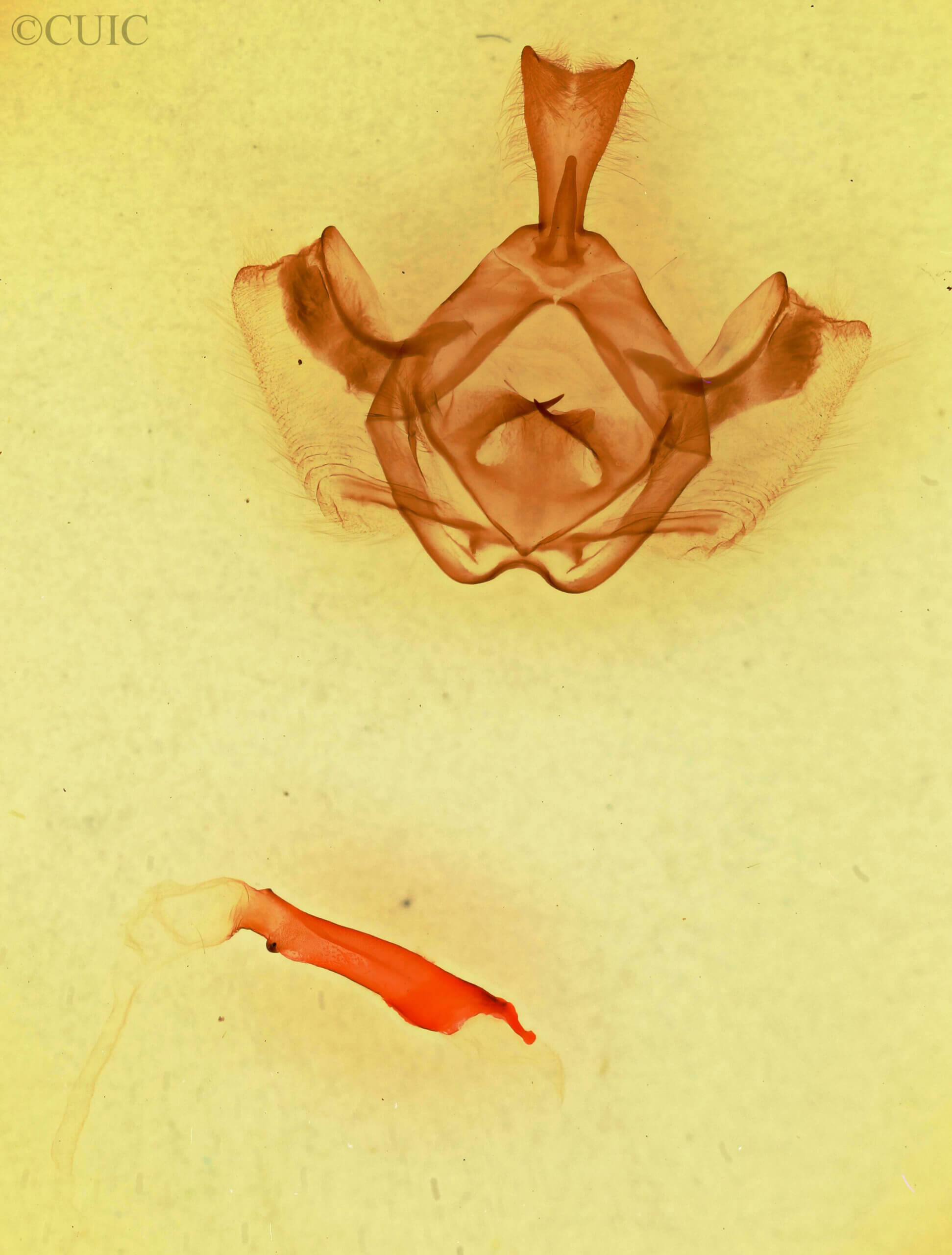 genitalia view of adult Gluphisia ruida n. sp.