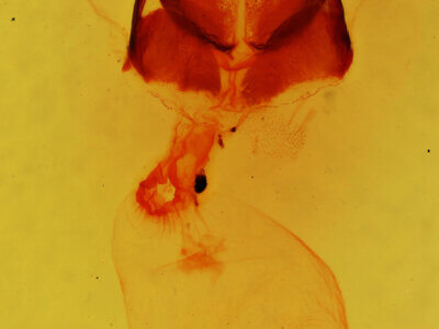 genitalia view of adult Gluphisia ruida n. sp.