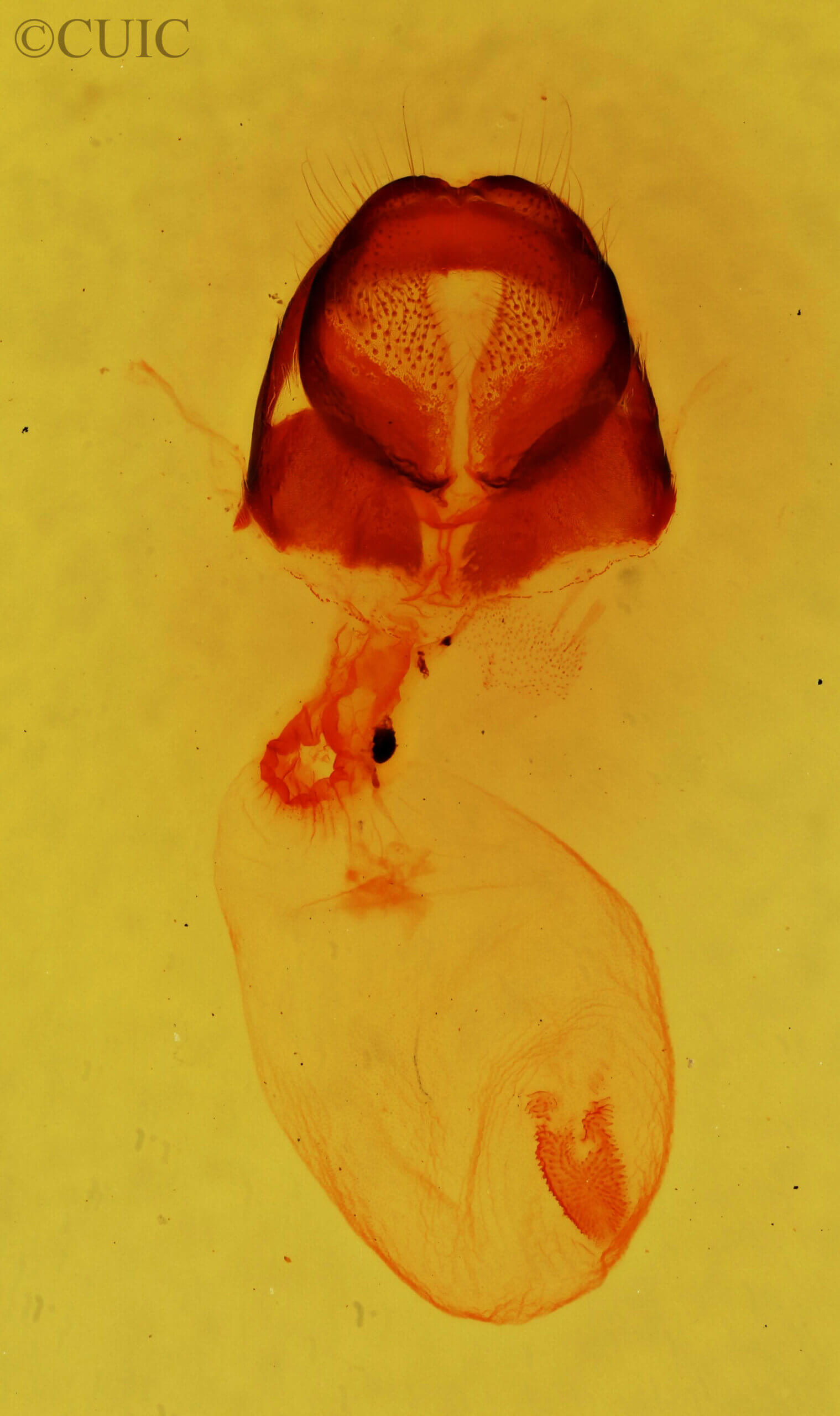 genitalia view of adult Gluphisia ruida n. sp.