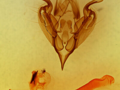 genitalia view of adult Perigonica diedra n. sp.