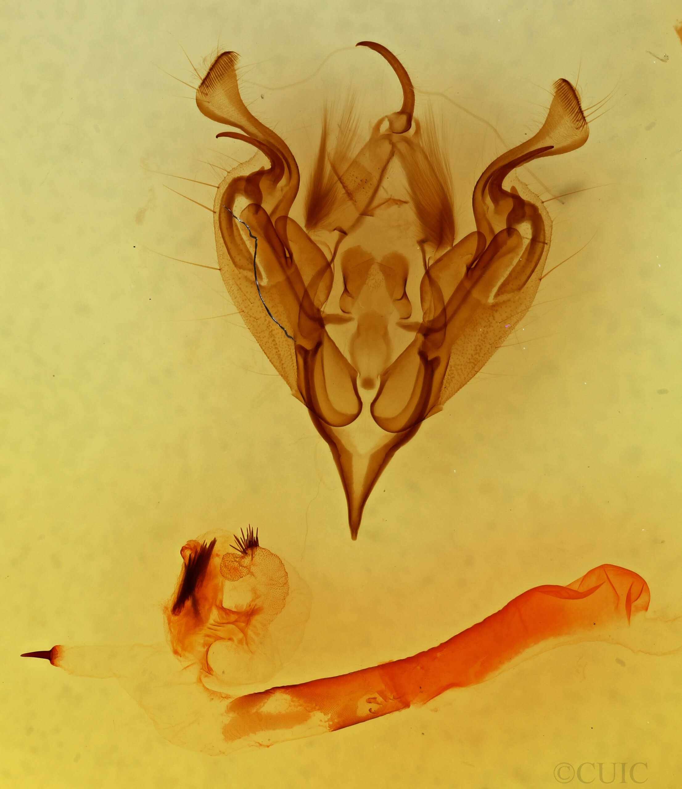 genitalia view of adult Perigonica diedra n. sp.