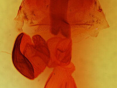 genitalia view of adult Perigonica diedra n. sp.