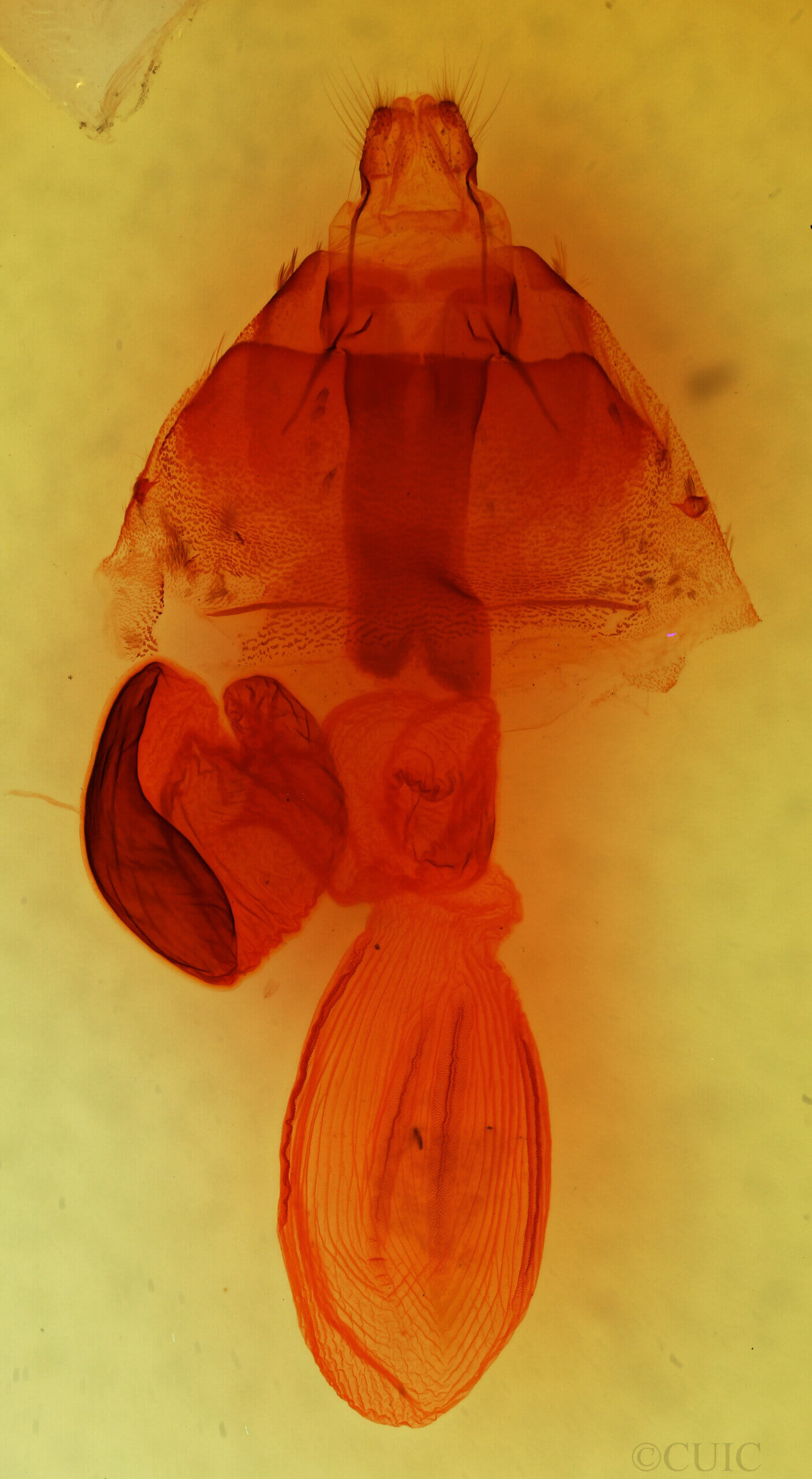 genitalia view of adult Perigonica diedra n. sp.