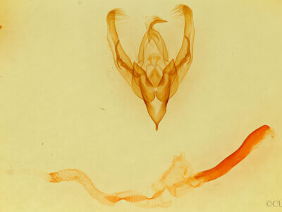 genitalia view of adult Ulolonche sp.