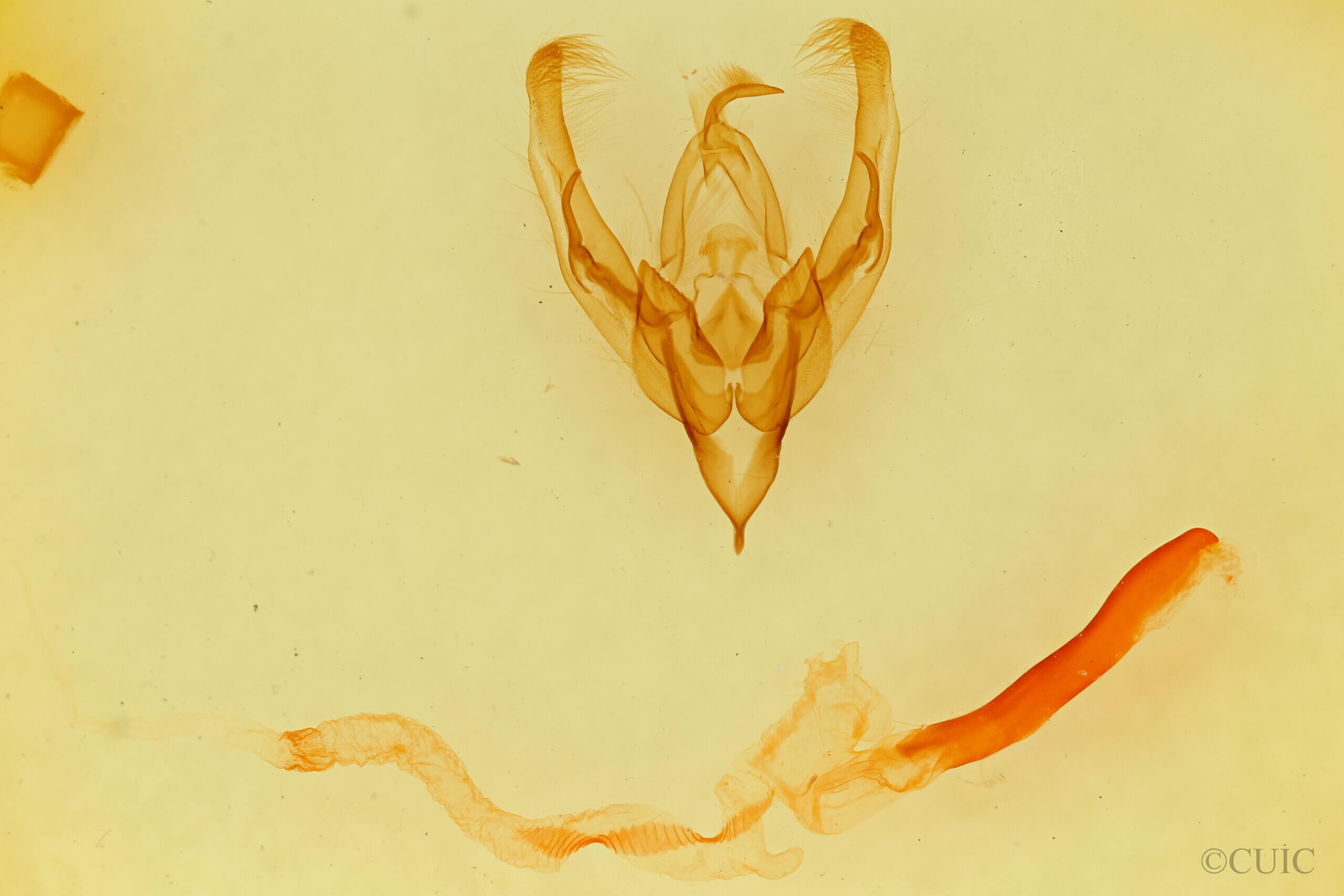 genitalia view of adult Ulolonche sp.