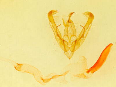 genitalia view of adult Ulolonche sp.