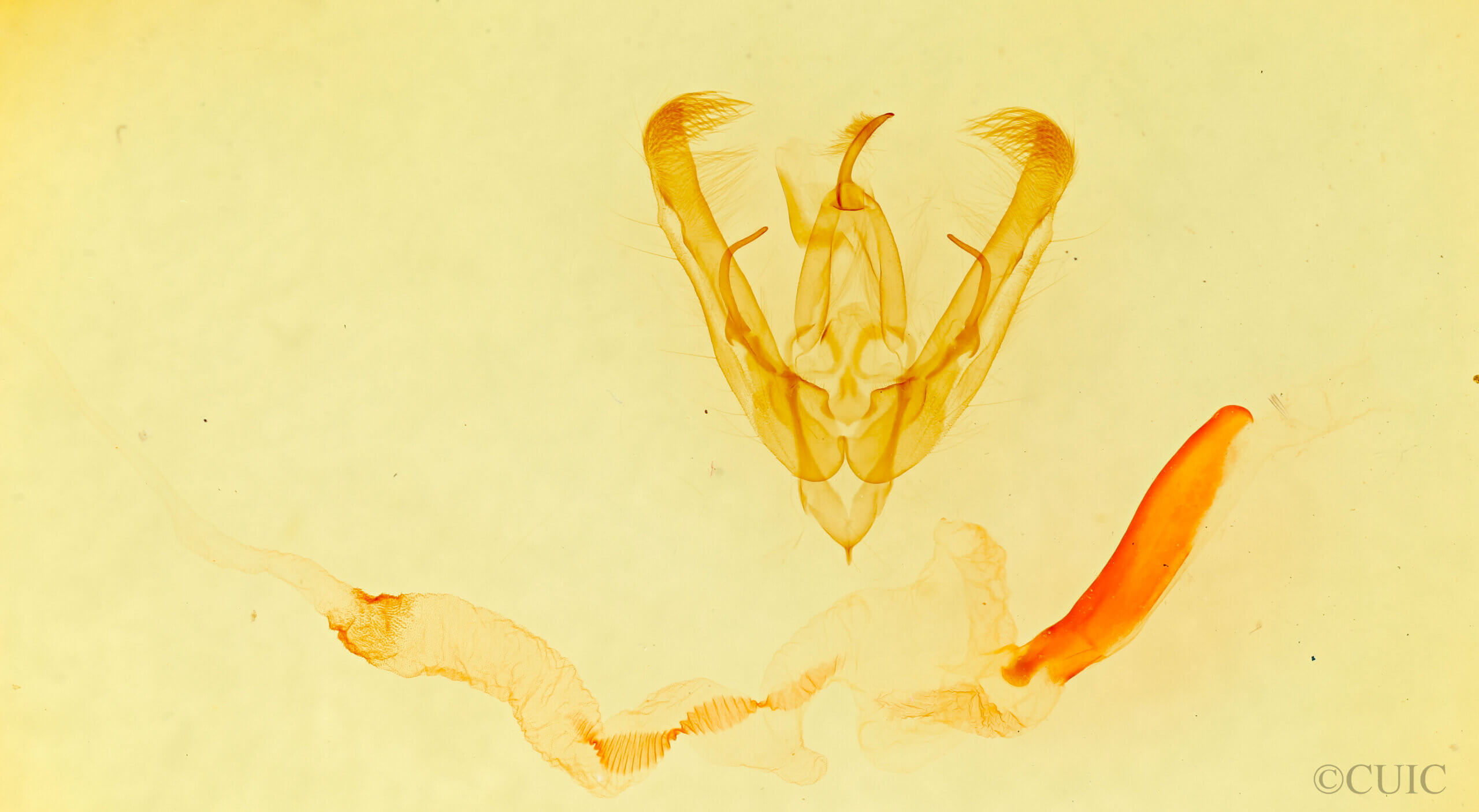 genitalia view of adult Ulolonche sp.