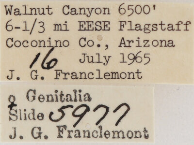 label view of adult Meris sp.