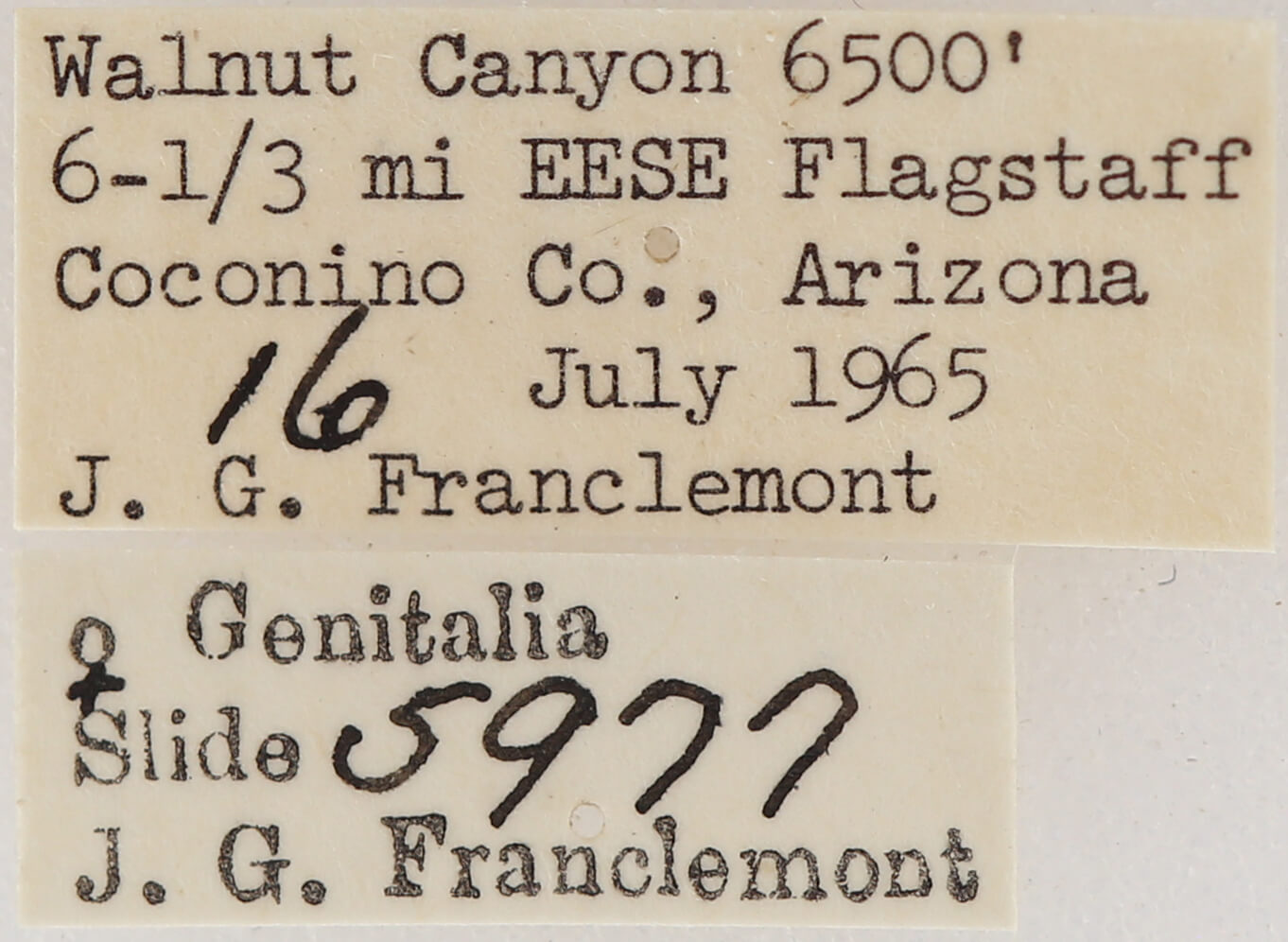 label view of adult Meris sp.