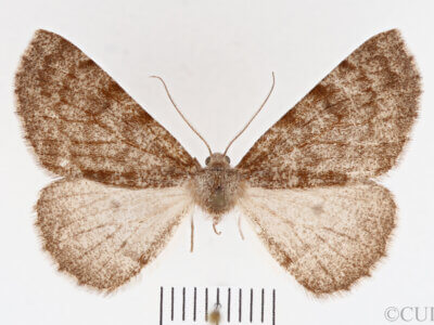 dorsal view of adult Meris sp.