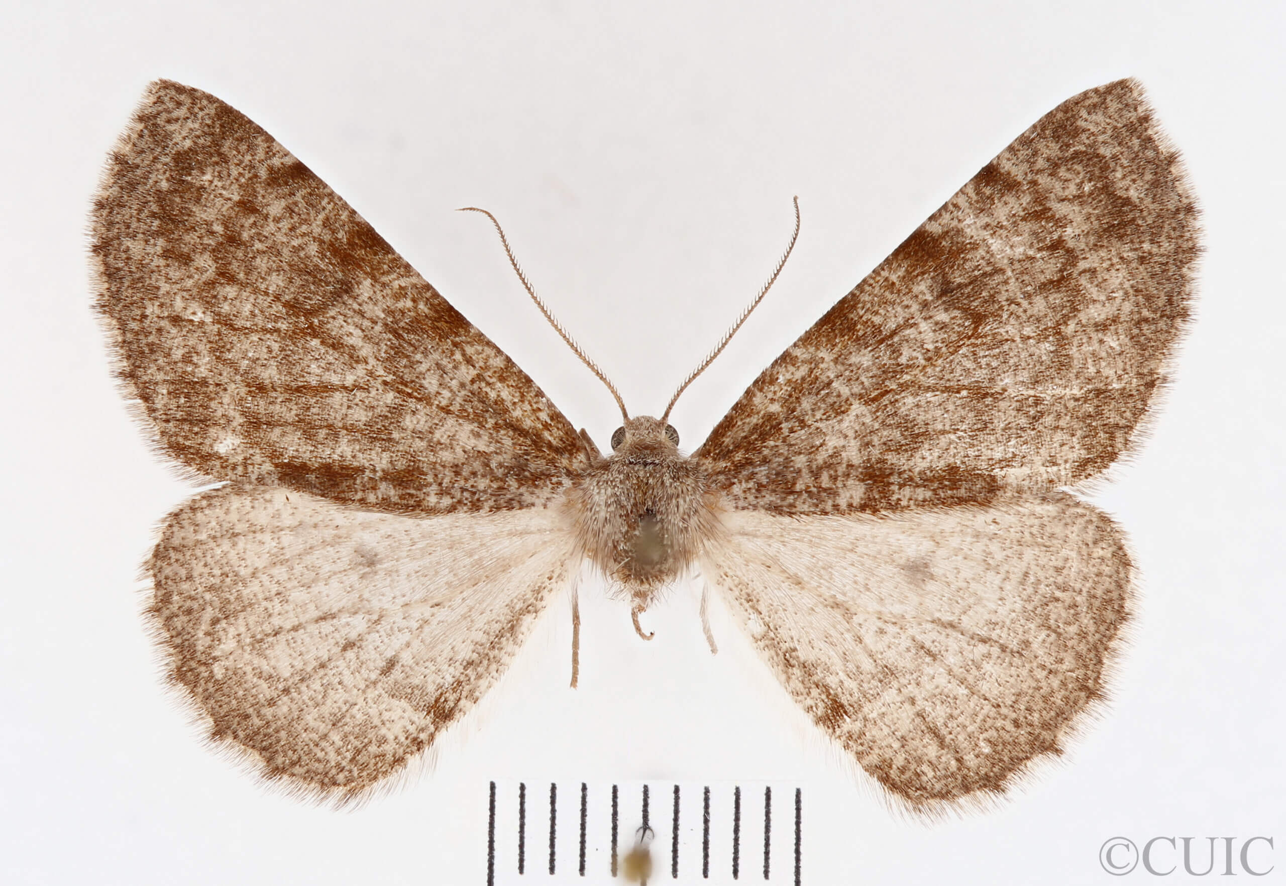 dorsal view of adult Meris sp.