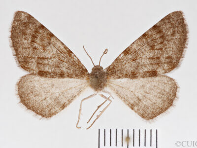 dorsal view of adult Meris sp.