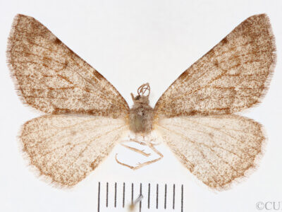 dorsal view of adult Meris sp. Meris sp. 5981