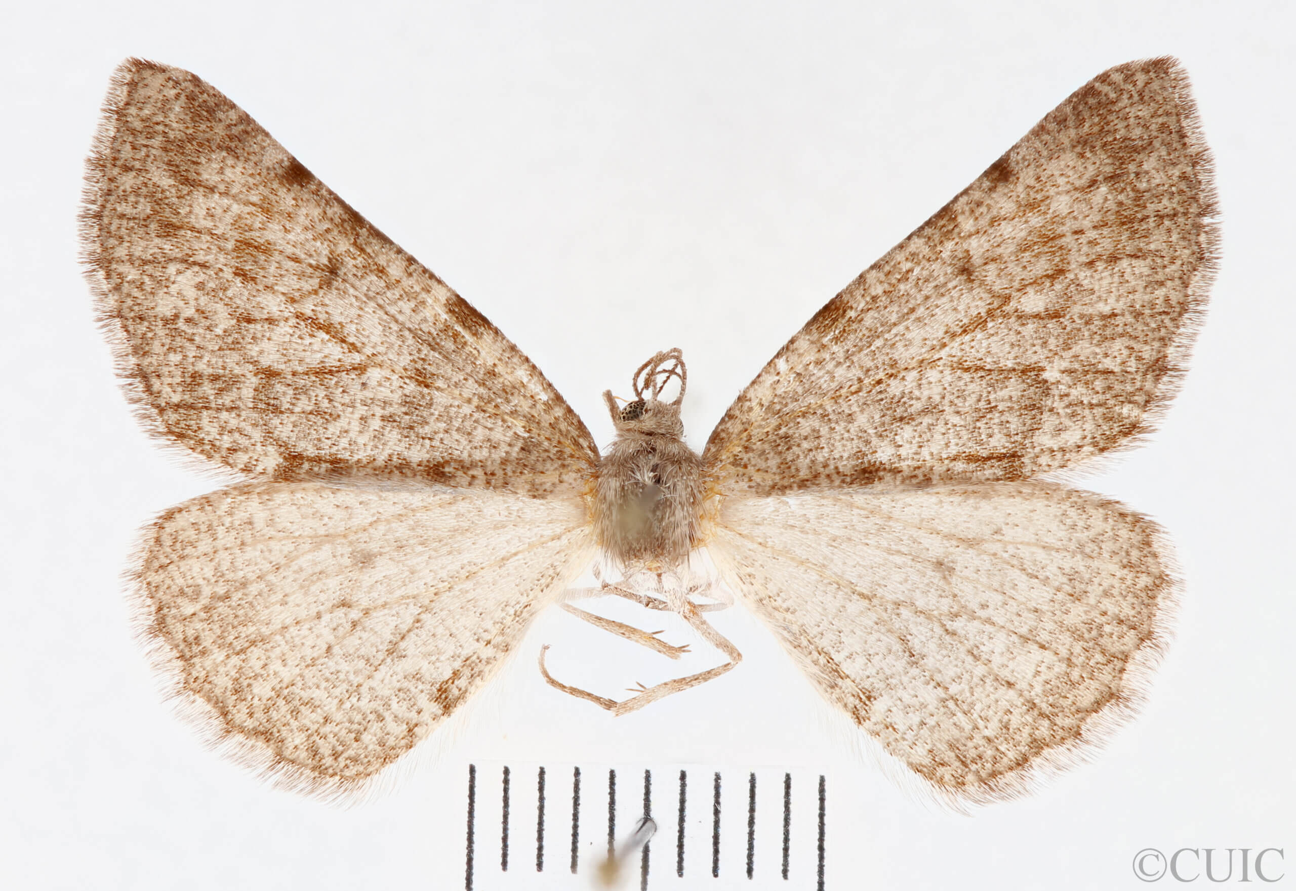 dorsal view of adult Meris sp. Meris sp. 5981