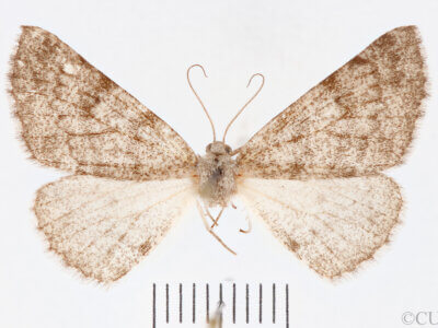 dorsal view of adult Meris sp.